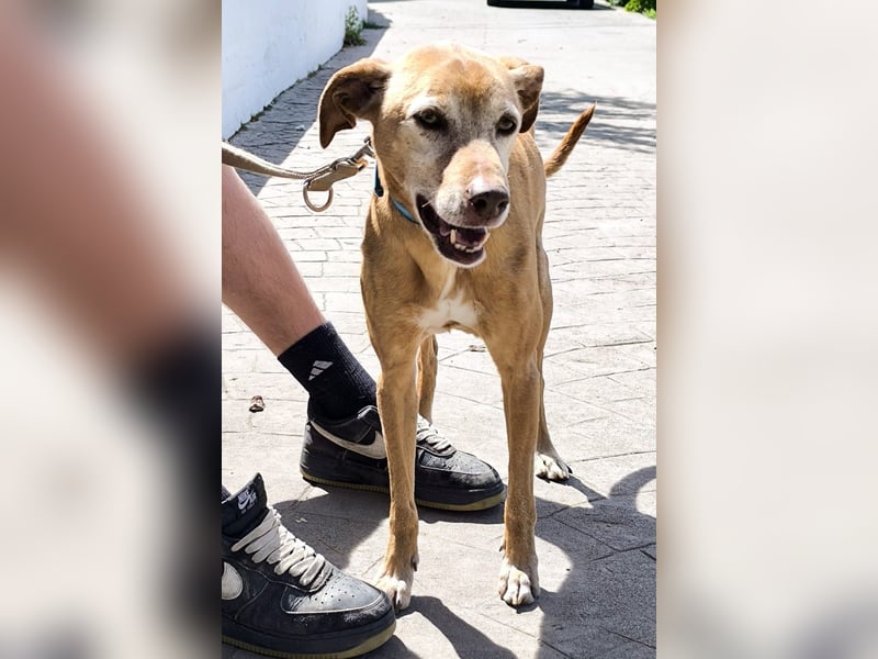 Goldschatz TILO möchte geliebt werden