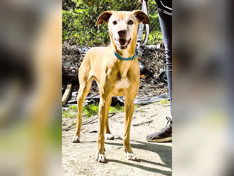 Goldschatz TILO möchte geliebt werden