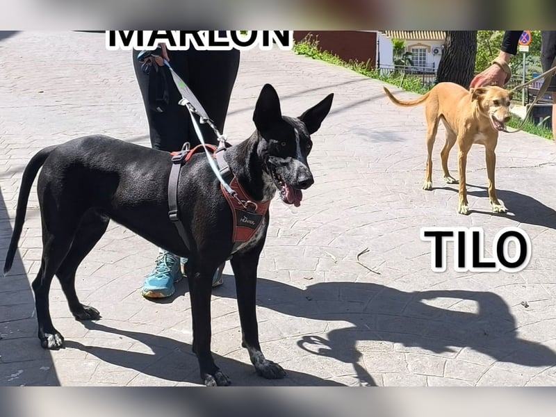 Goldschatz TILO möchte geliebt werden