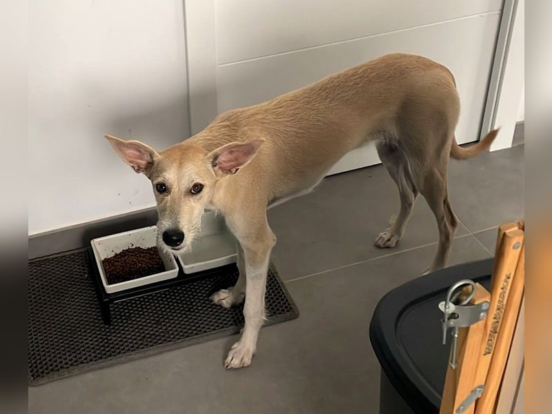 Ronya wünscht sich ein Für-Immer-Zuhause