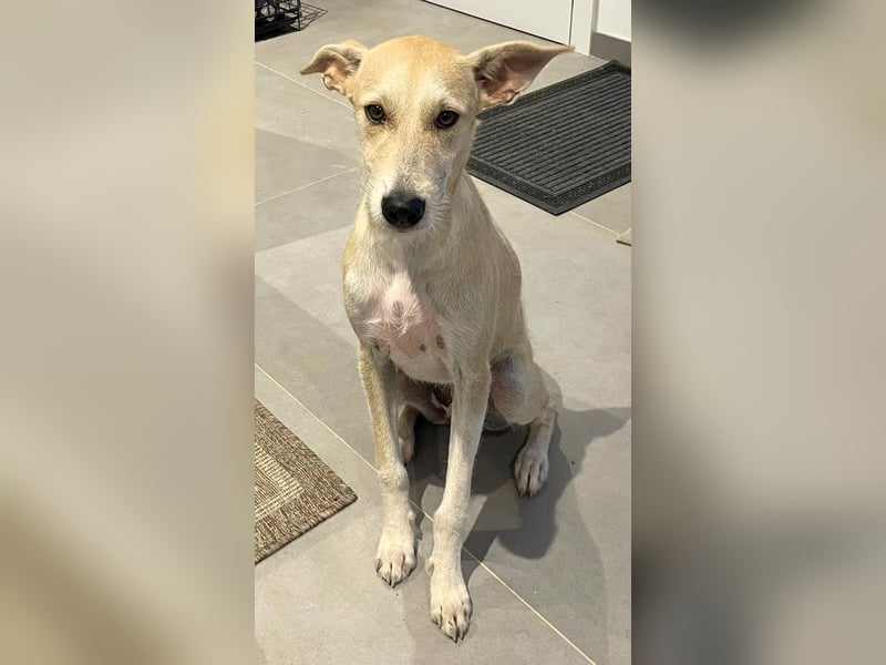 Ronya wünscht sich ein Für-Immer-Zuhause