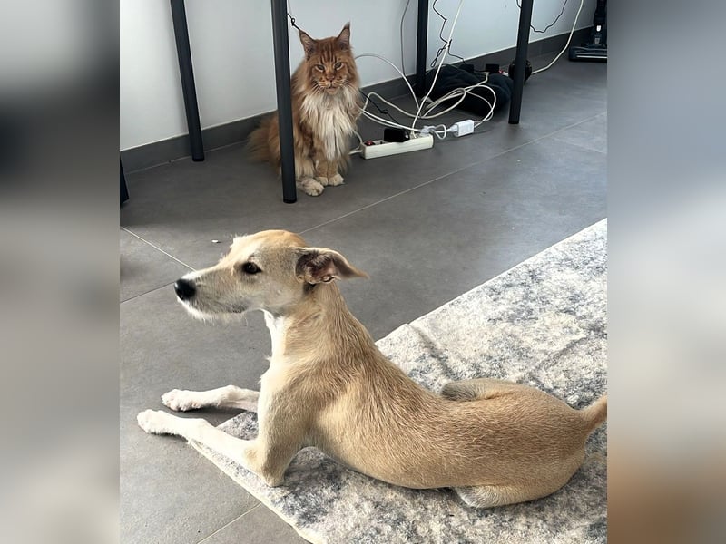 Ronya wünscht sich ein Für-Immer-Zuhause