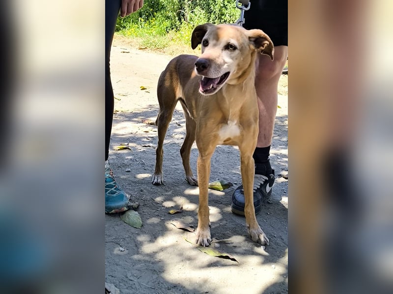 Goldschatz TILO möchte geliebt werden