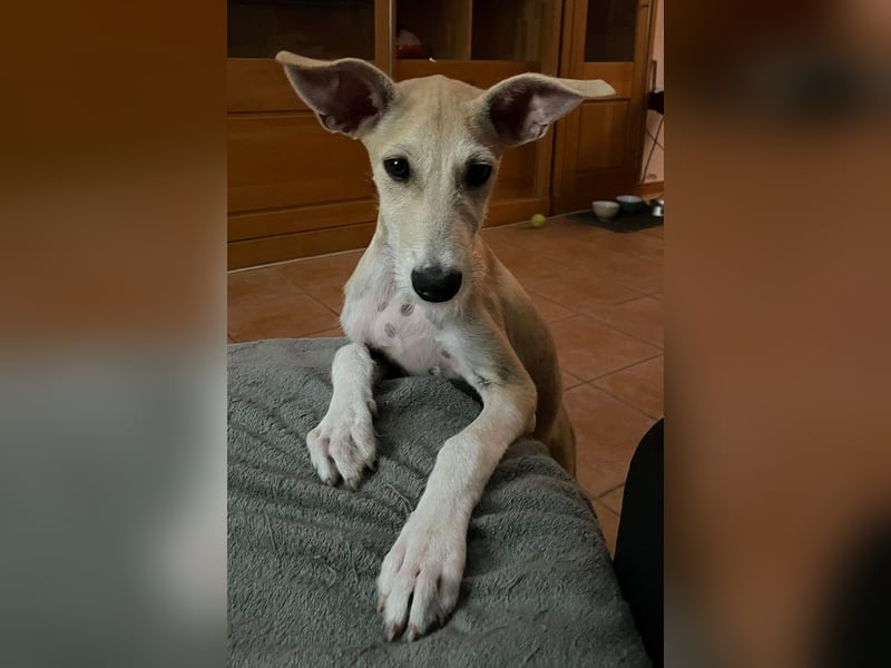 Ronya wünscht sich ein Für-Immer-Zuhause