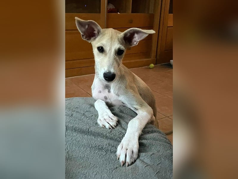 Ronya wünscht sich ein Für-Immer-Zuhause