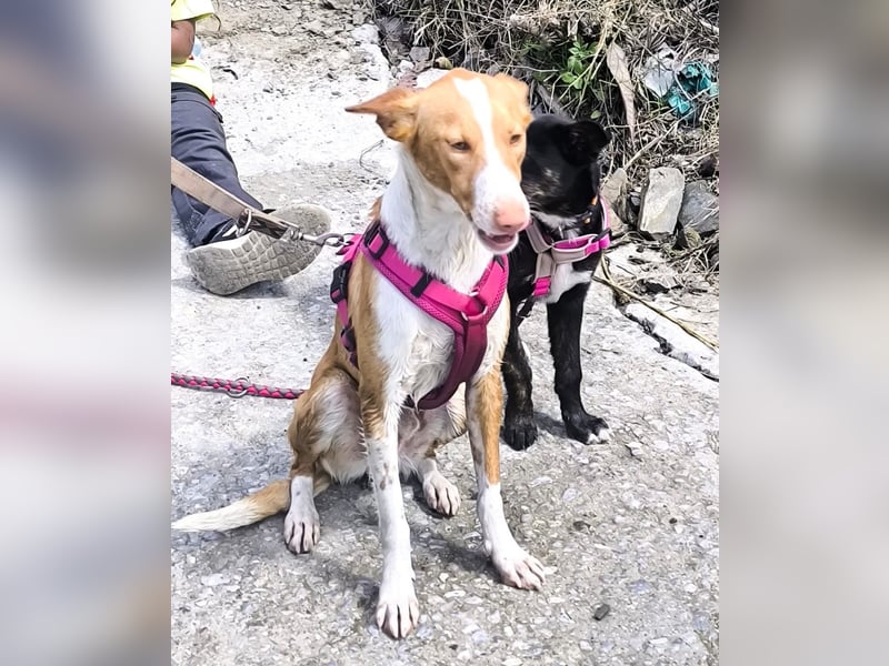 CHESTER - ein Hund zum Verlieben sucht seine Familie