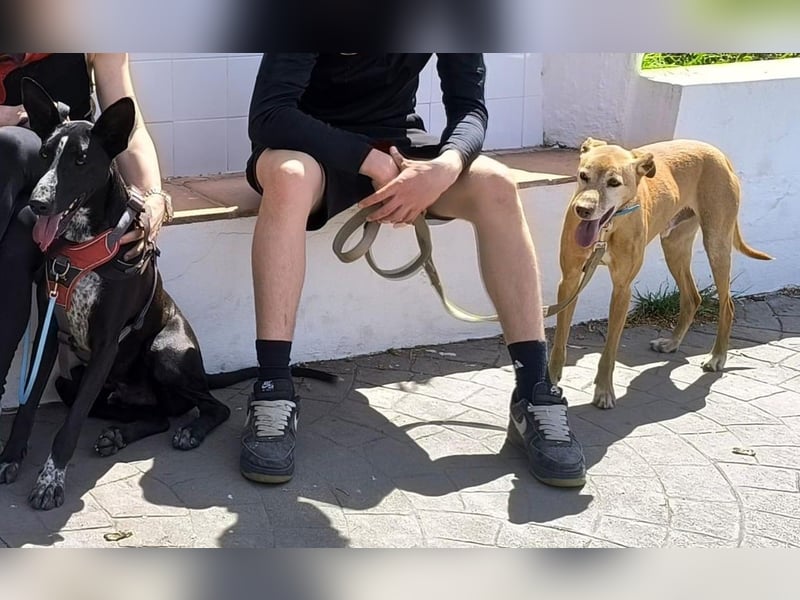 Goldschatz TILO möchte geliebt werden