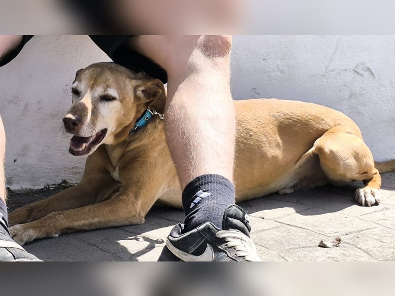 Goldschatz TILO möchte geliebt werden