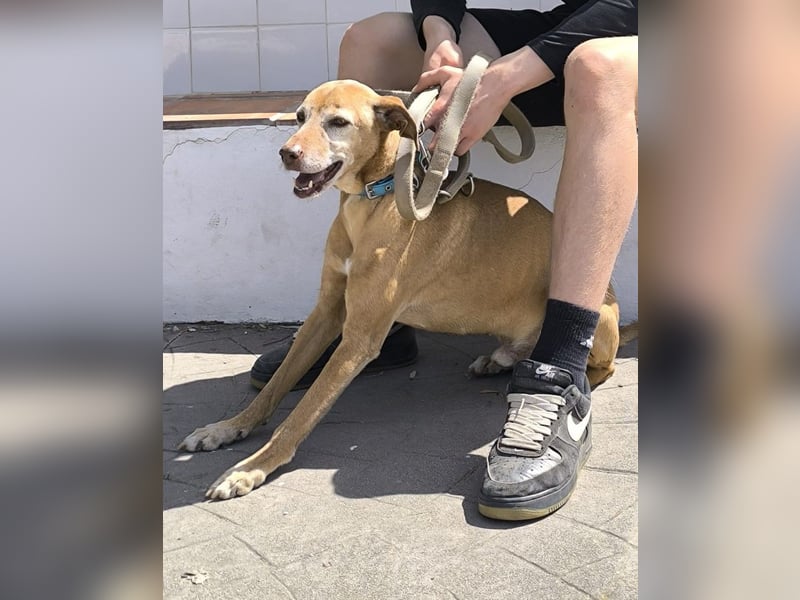 Goldschatz TILO möchte geliebt werden