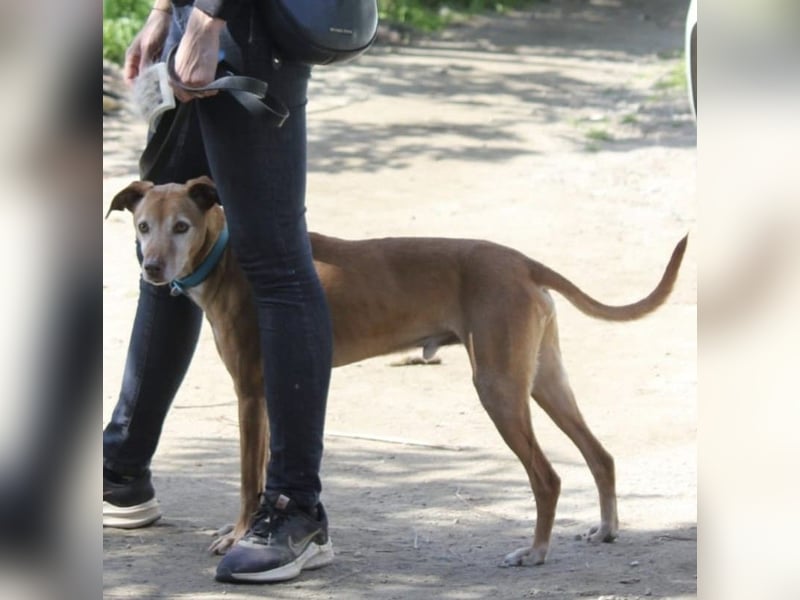 Goldschatz TILO möchte geliebt werden