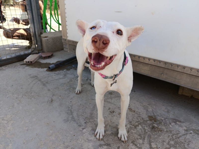 Eliott (CO) sehr lieber und unkomplizierter Traumhund