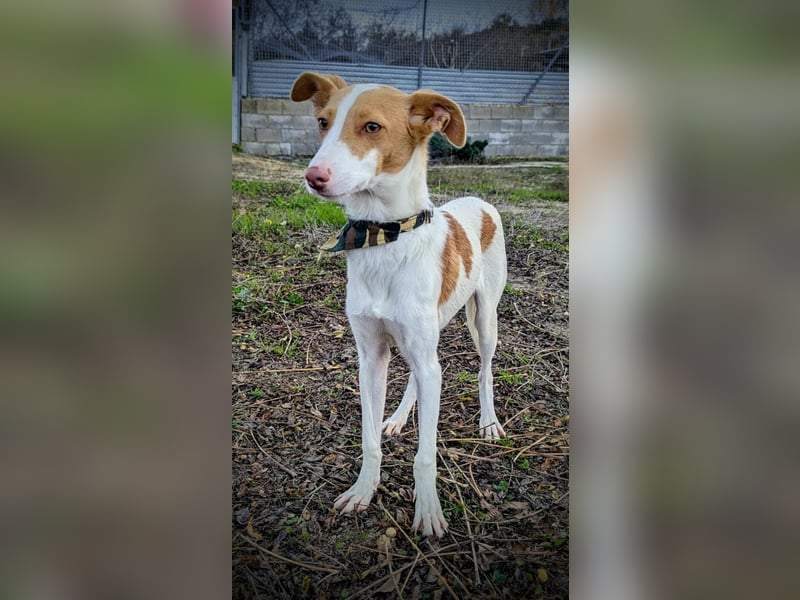 Casillos (TO) der hübsche Hundebub sucht seine Familie