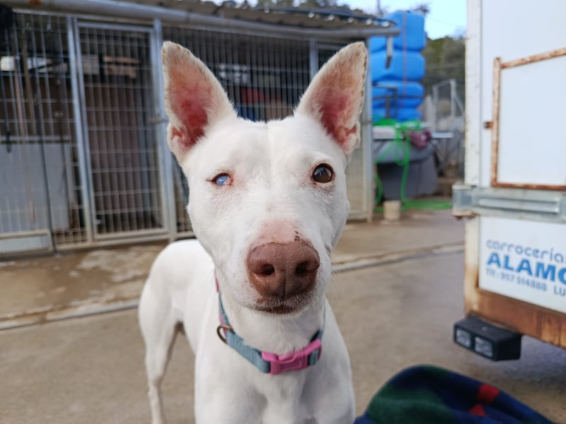 Eliott (CO) sehr lieber und unkomplizierter Traumhund