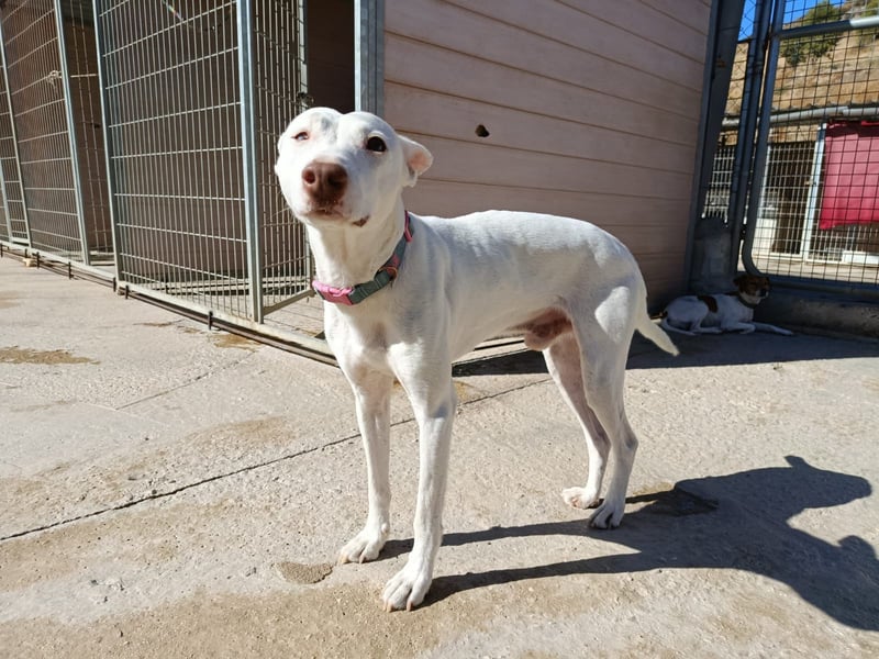 Eliott (CO) sehr lieber und unkomplizierter Traumhund