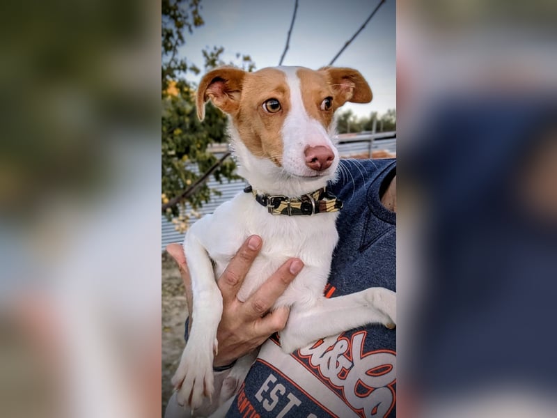 Casillos (TO) der hübsche Hundebub sucht seine Familie