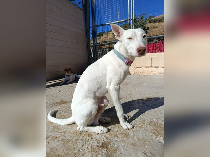 Eliott (CO) sehr lieber und unkomplizierter Traumhund