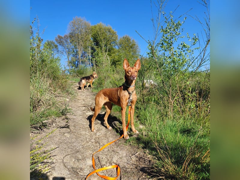Zora unsere Podenca im Blumenmeer