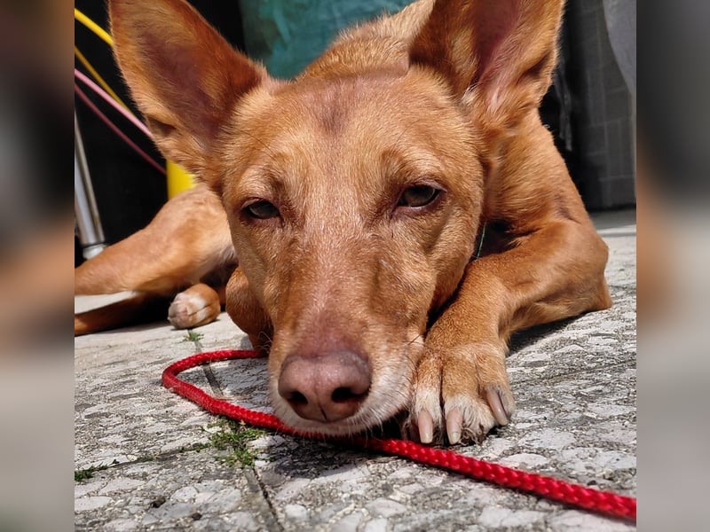 Zora unsere Podenca im Blumenmeer