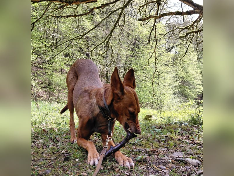Zora unsere Podenca im Blumenmeer