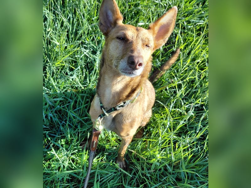 Zora unsere Podenca im Blumenmeer