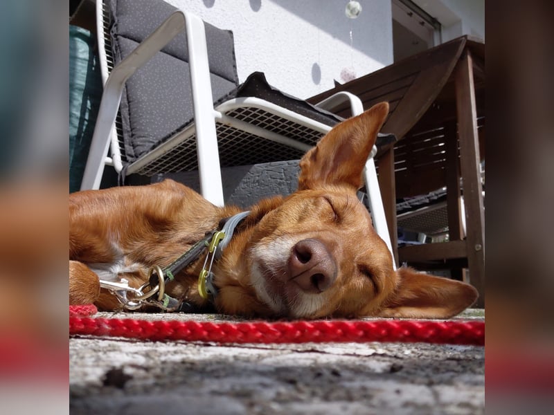 Zora unsere Podenca im Blumenmeer