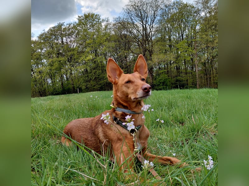 Zora unsere Podenca im Blumenmeer