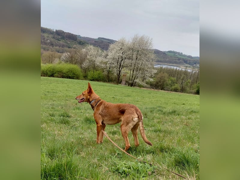 Zora unsere Podenca im Blumenmeer