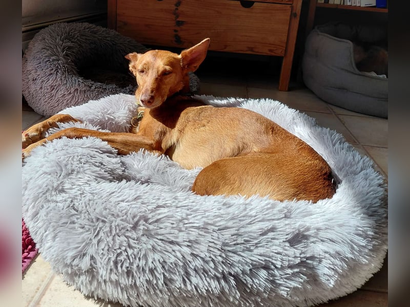 Zora unsere Podenca im Blumenmeer