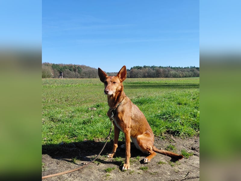 Zora unsere Podenca im Blumenmeer