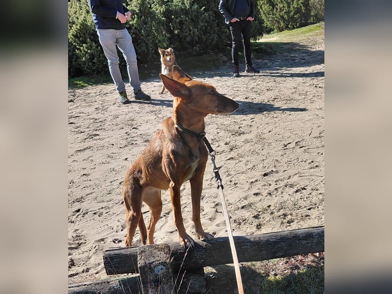 Zora unsere Podenca im Blumenmeer