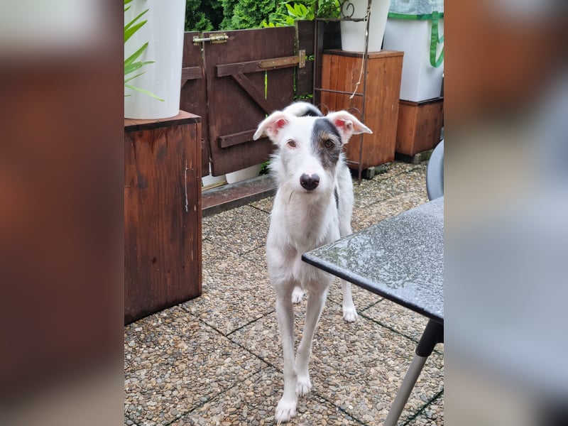 Keks sucht seine 2te Chance