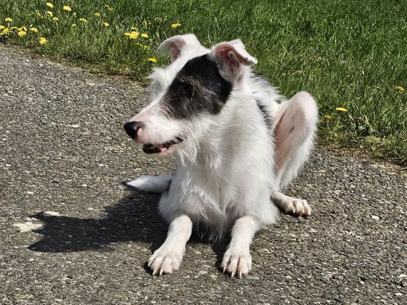 Keks sucht seine 2te Chance