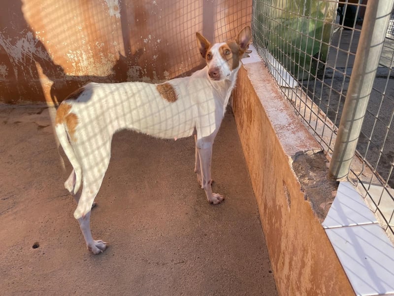 Sanfte Podenco Hündin Paz sucht ihre Menschen