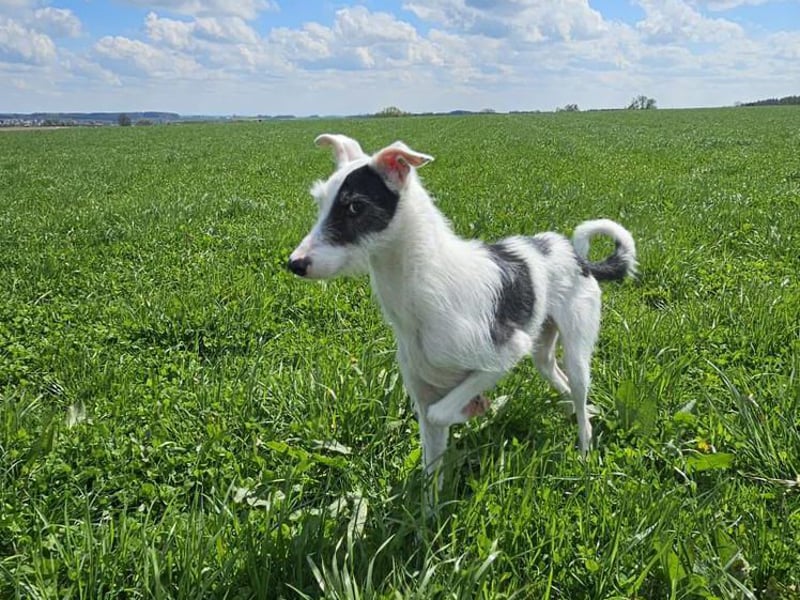 Keks sucht seine 2te Chance