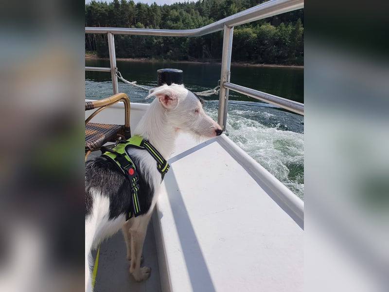 Keks sucht seine 2te Chance