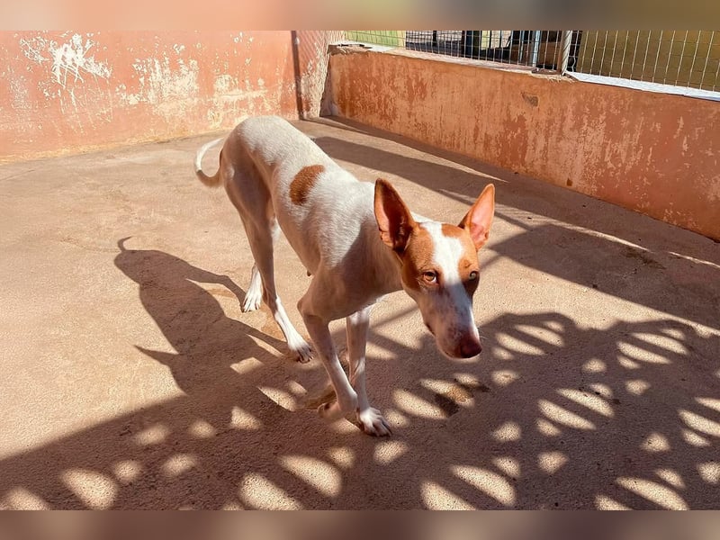 Sanfte Podenco Hündin Paz sucht ihre Menschen