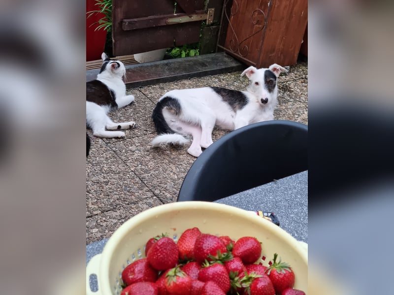 Keks sucht seine 2te Chance