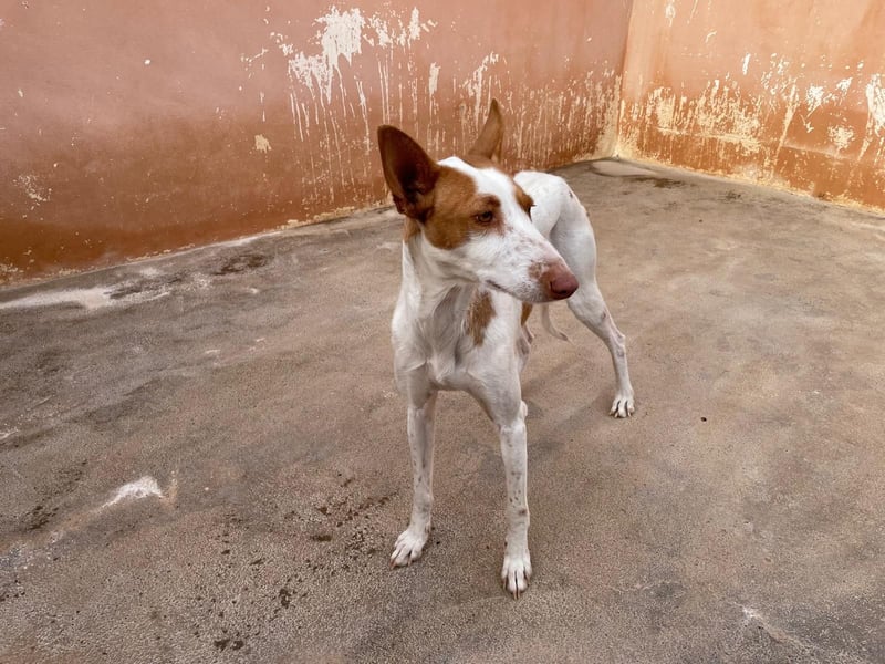 Sanfte Podenco Hündin Paz sucht ihre Menschen