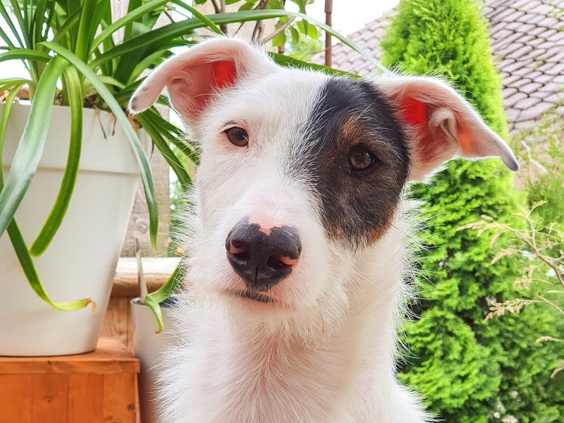 Keks sucht seine 2te Chance