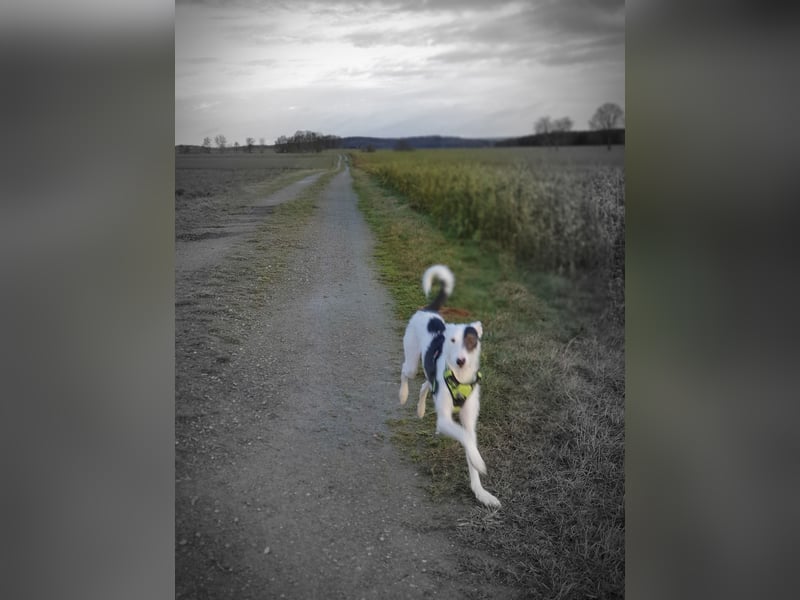 Keks sucht seine 2te Chance