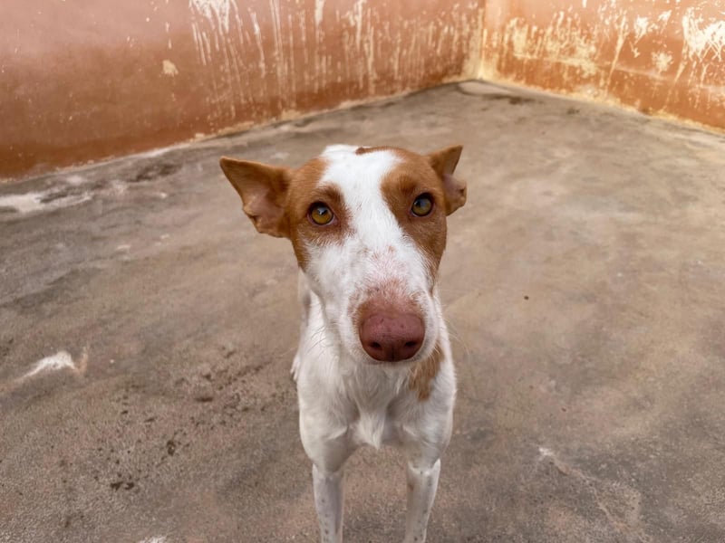 Sanfte Podenco Hündin Paz sucht ihre Menschen