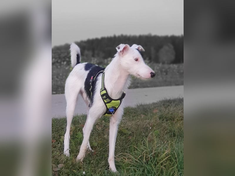 Keks sucht seine 2te Chance