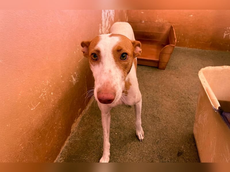 Sanfte Podenco Hündin Paz sucht ihre Menschen