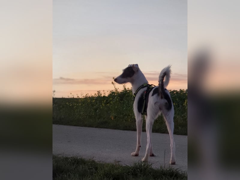 Keks sucht seine 2te Chance