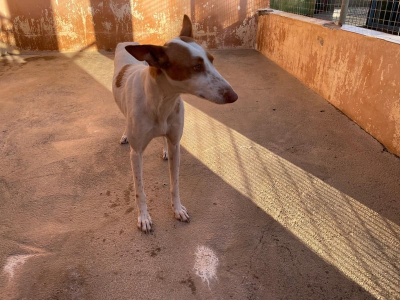 Sanfte Podenco Hündin Paz sucht ihre Menschen