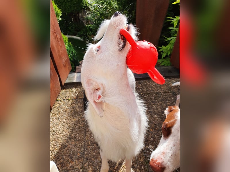 Keks sucht seine 2te Chance