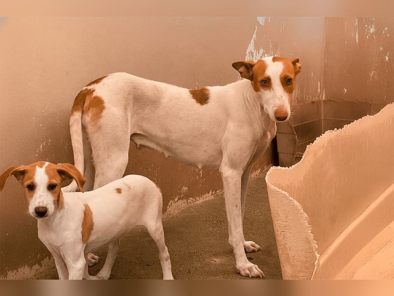 Sanfte Podenco Hündin Paz sucht ihre Menschen