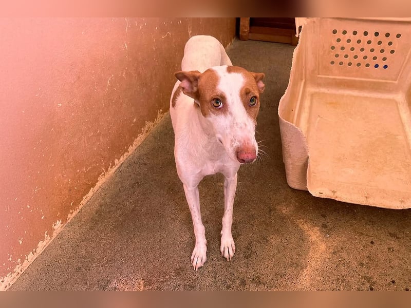 Sanfte Podenco Hündin Paz sucht ihre Menschen