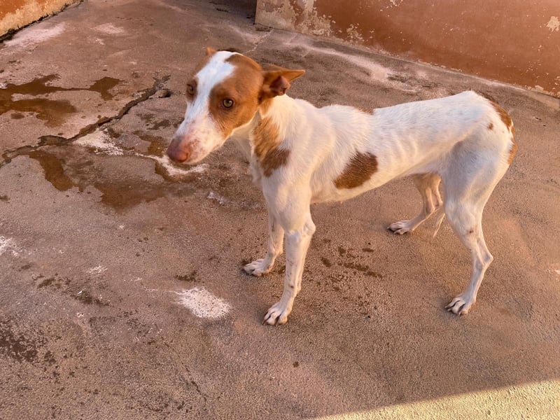 Sanfte Podenco Hündin Paz sucht ihre Menschen