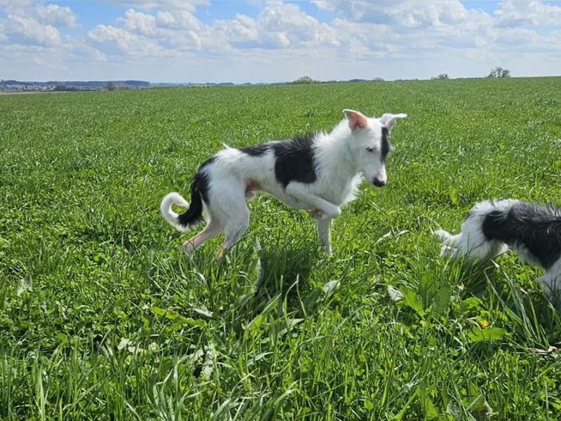 Keks sucht seine 2te Chance